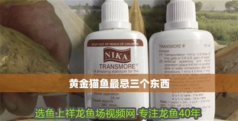 黃金貓魚最忌三個東西