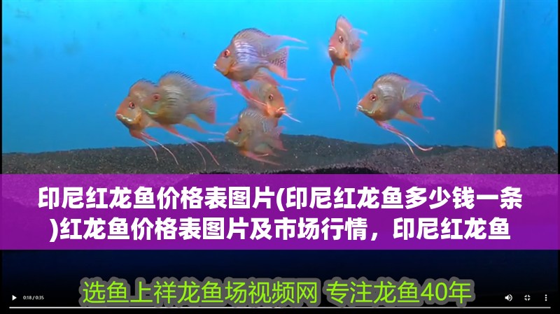 印尼紅龍魚價(jià)格表圖片(印尼紅龍魚多少錢一條)紅龍魚價(jià)格表圖片及市場(chǎng)行情，印尼紅龍魚