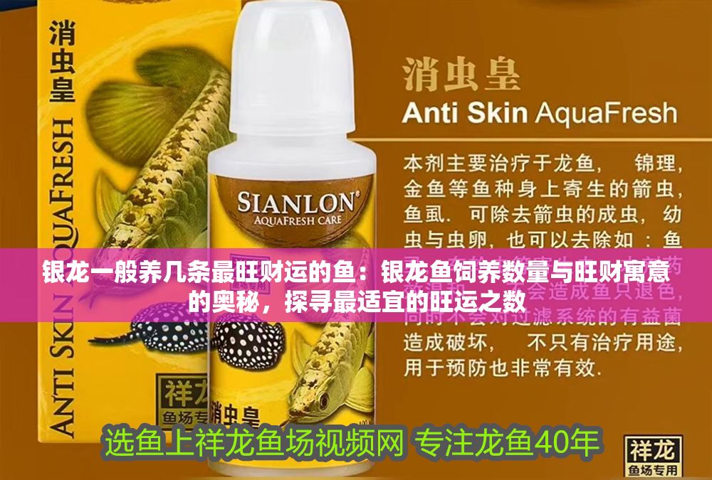 銀龍一般養幾條最旺財運的魚：銀龍魚飼養數量與旺財寓意的奧秘，探尋最適宜的旺運之數