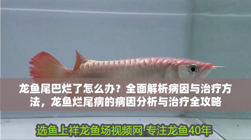 龍魚尾巴爛了怎么辦？全面解析病因與治療方法，龍魚爛尾病的病因分析與治療全攻略