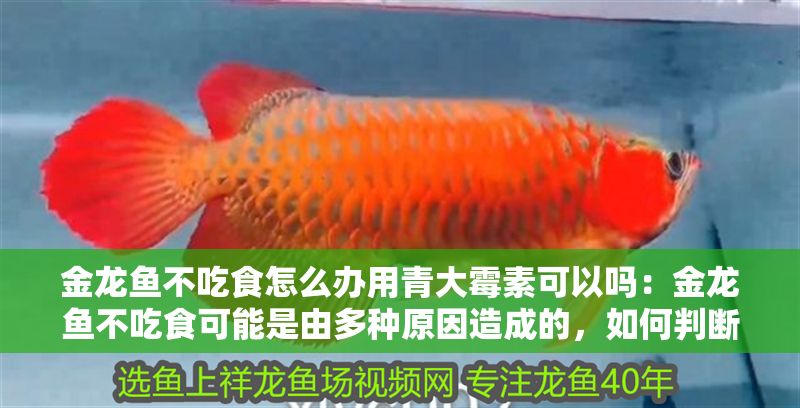 金龍魚不吃食怎么辦用青大霉素可以嗎：金龍魚不吃食可能是由多種原因造成的，如何判斷金龍魚水質是否合適