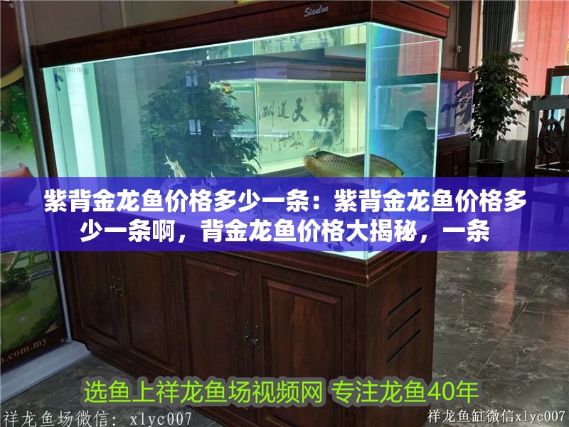 紫背金龍魚價格多少一條：紫背金龍魚價格多少一條啊，背金龍魚價格大揭秘，一條