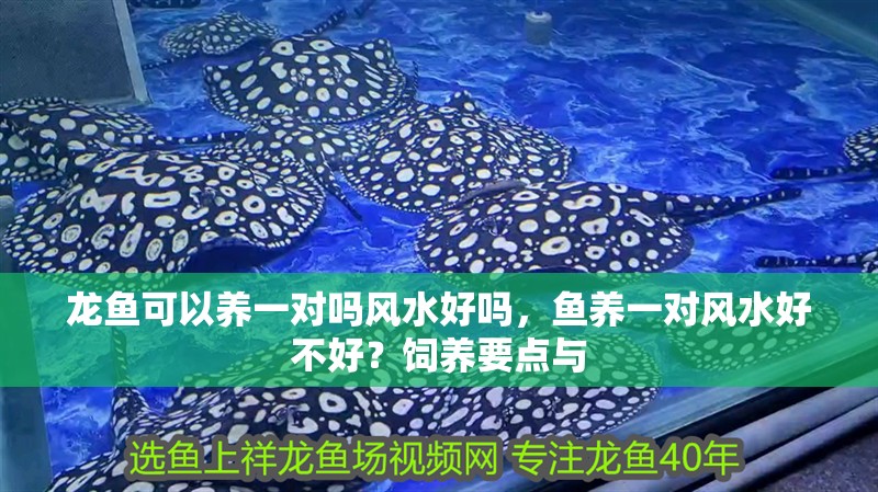龍魚可以養(yǎng)一對(duì)嗎風(fēng)水好嗎，魚養(yǎng)一對(duì)風(fēng)水好不好？飼養(yǎng)要點(diǎn)與