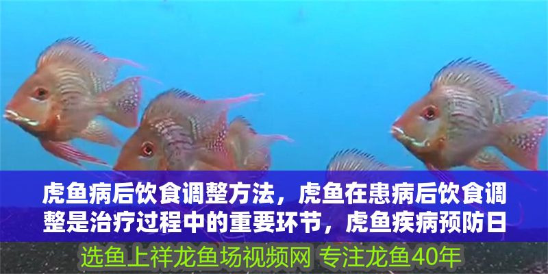 虎魚病后飲食調(diào)整方法，虎魚在患病后飲食調(diào)整是治療過程中的重要環(huán)節(jié)，虎魚疾病預(yù)防日常管理技巧