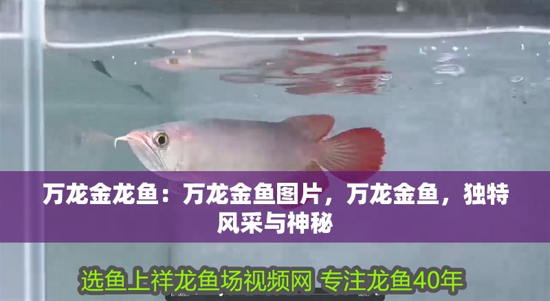 萬龍金龍魚：萬龍金魚圖片，萬龍金魚，獨(dú)特風(fēng)采與神秘