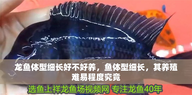 龍魚體型細長好不好養(yǎng)，魚體型細長，其養(yǎng)殖難易程度究竟