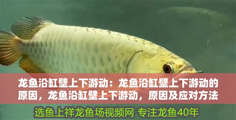 龍魚(yú)沿缸壁上下游動(dòng)：龍魚(yú)沿缸壁上下游動(dòng)的原因，龍魚(yú)沿缸壁上下游動(dòng)，原因及應(yīng)對(duì)方法詳解