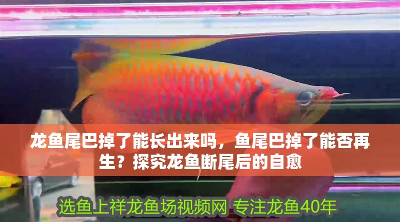 龍魚尾巴掉了能長出來嗎，魚尾巴掉了能否再生？探究龍魚斷尾后的自愈