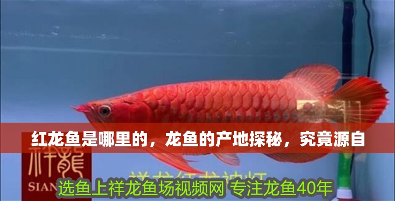 紅龍魚是哪里的，龍魚的產(chǎn)地探秘，究竟源自