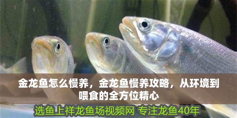 金龍魚怎么慢養，金龍魚慢養攻略，從環境到喂食的全方位精心