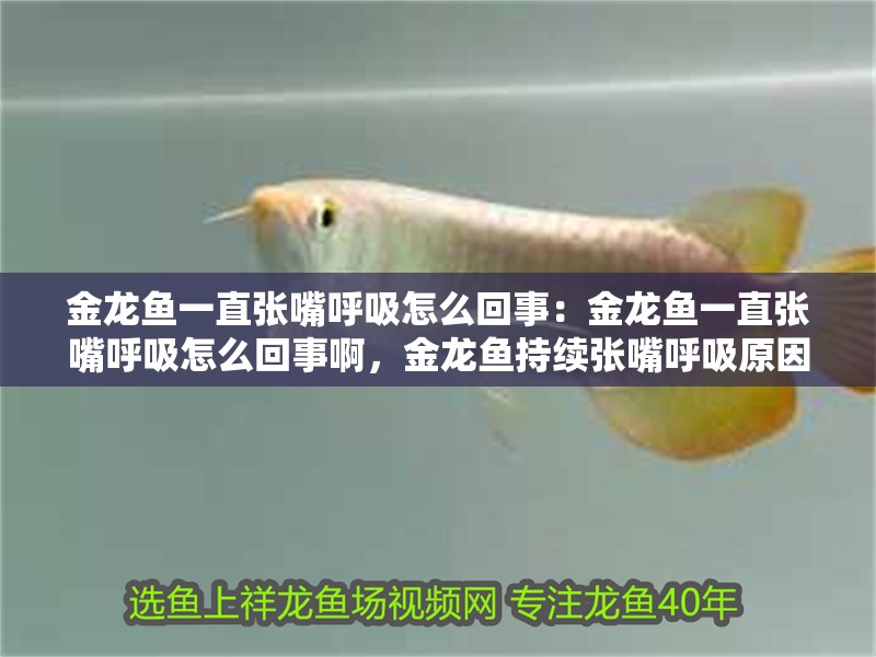 金龍魚一直張嘴呼吸怎么回事：金龍魚一直張嘴呼吸怎么回事啊，金龍魚持續(xù)張嘴呼吸原因探究
