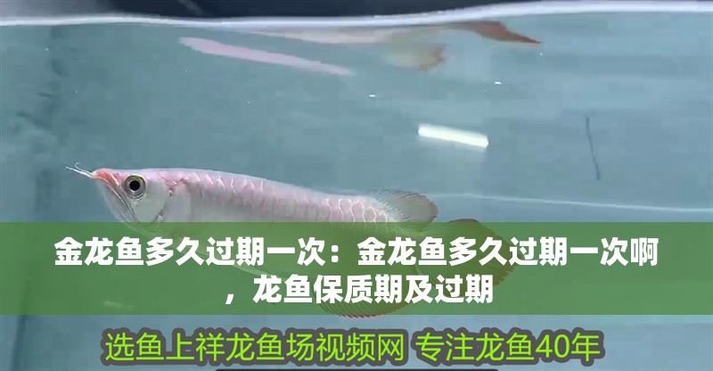 金龍魚多久過期一次：金龍魚多久過期一次啊，龍魚保質期及過期