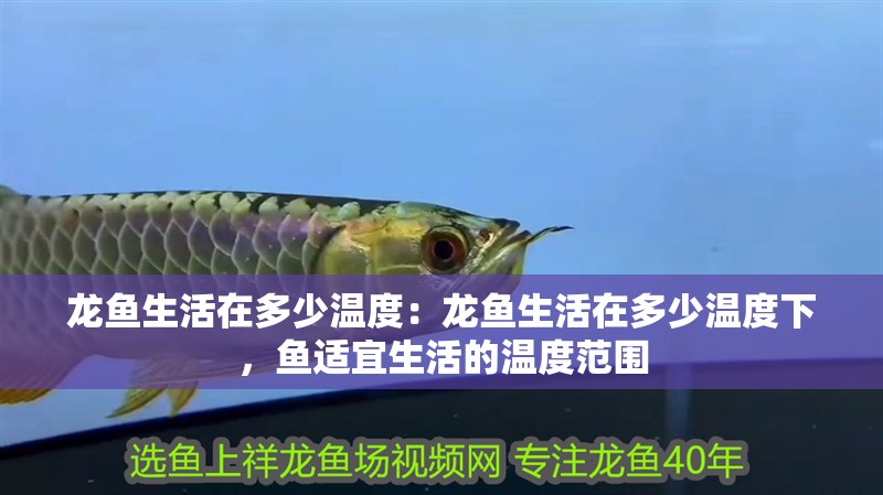 龍魚生活在多少溫度：龍魚生活在多少溫度下，魚適宜生活的溫度范圍