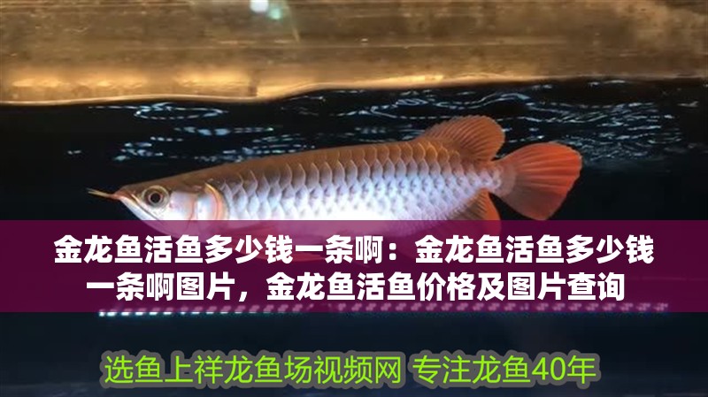 金龍魚活魚多少錢一條啊：金龍魚活魚多少錢一條啊圖片，金龍魚活魚價格及圖片查詢