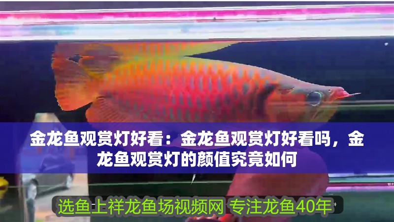 金龍魚觀賞燈好看：金龍魚觀賞燈好看嗎，金龍魚觀賞燈的顏值究竟如何