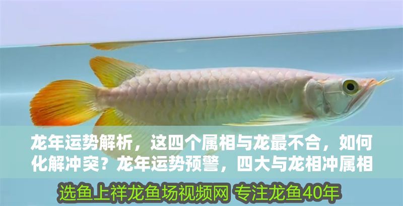 龍年運(yùn)勢(shì)解析，這四個(gè)屬相與龍最不合，如何化解沖突？龍年運(yùn)勢(shì)預(yù)警，四大與龍相沖屬相及化解之道