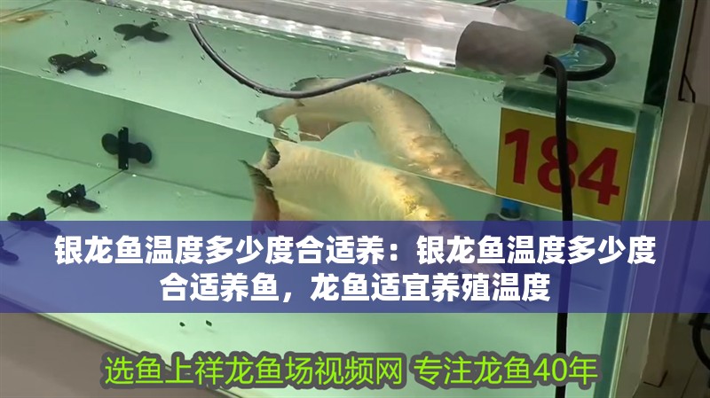 銀龍魚溫度多少度合適養(yǎng)：銀龍魚溫度多少度合適養(yǎng)魚，龍魚適宜養(yǎng)殖溫度