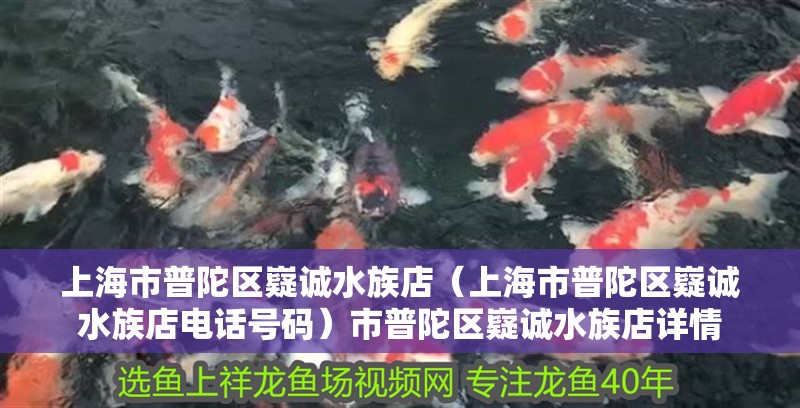 上海市普陀區(qū)嶷誠(chéng)水族店（上海市普陀區(qū)嶷誠(chéng)水族店電話(huà)號(hào)碼）市普陀區(qū)嶷誠(chéng)水族店詳情