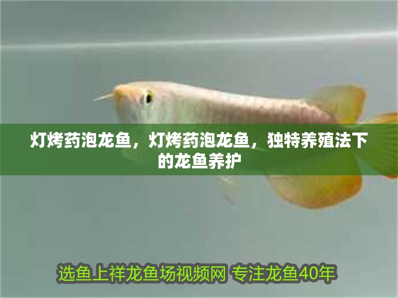 燈烤藥泡龍魚，燈烤藥泡龍魚，獨特養殖法下的龍魚養護