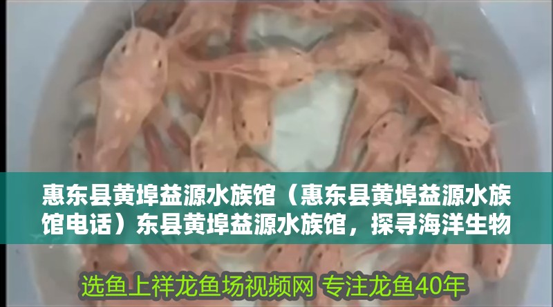 惠東縣黃埠益源水族館（惠東縣黃埠益源水族館電話）東縣黃埠益源水族館，探尋海洋生物奧秘
