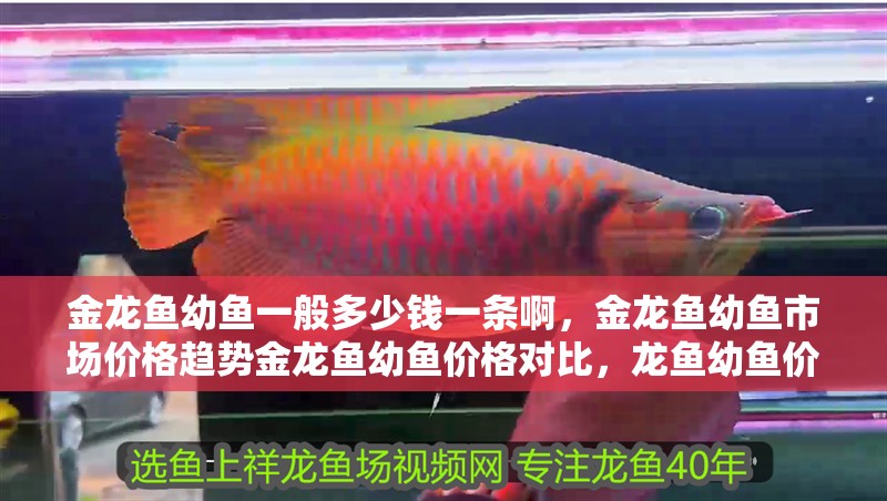 金龍魚幼魚一般多少錢一條啊，金龍魚幼魚市場價格趨勢金龍魚幼魚價格對比，龍魚幼魚價格探秘，一般多少錢、市場趨勢及