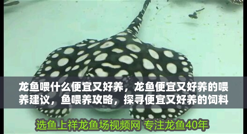 龍魚喂什么便宜又好養(yǎng)，龍魚便宜又好養(yǎng)的喂養(yǎng)建議，魚喂養(yǎng)攻略，探尋便宜又好養(yǎng)的飼料及實(shí)用喂養(yǎng)