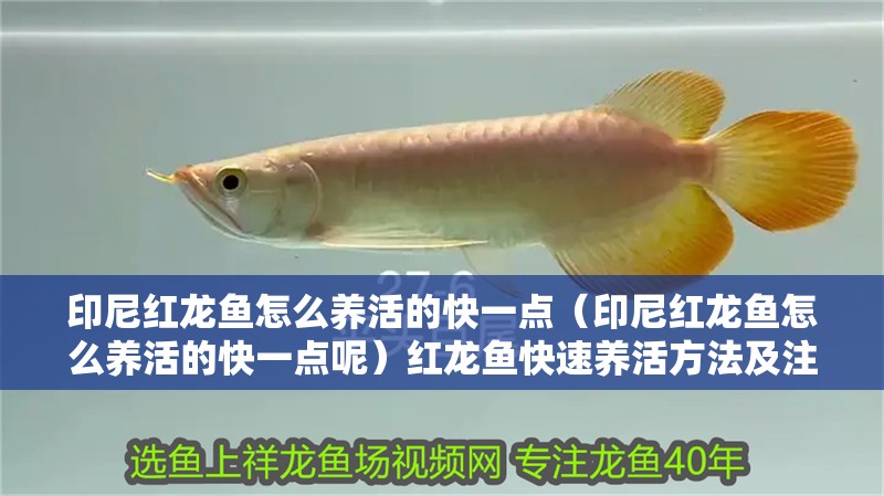 印尼紅龍魚怎么養(yǎng)活的快一點（印尼紅龍魚怎么養(yǎng)活的快一點呢）紅龍魚快速養(yǎng)活方法及注意事項詳解