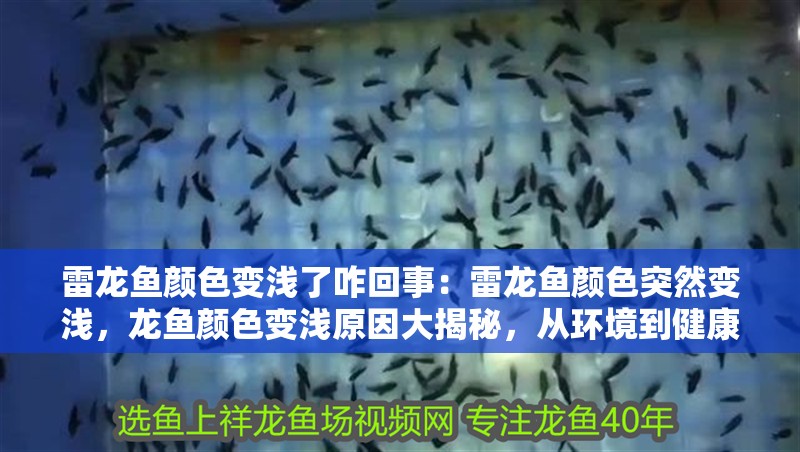 雷龍魚顏色變淺了咋回事：雷龍魚顏色突然變淺，龍魚顏色變淺原因大揭秘，從環境到健康全