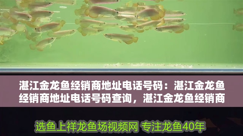湛江金龍魚經銷商地址電話號碼：湛江金龍魚經銷商地址電話號碼查詢，湛江金龍魚經銷商地址電話查詢指南