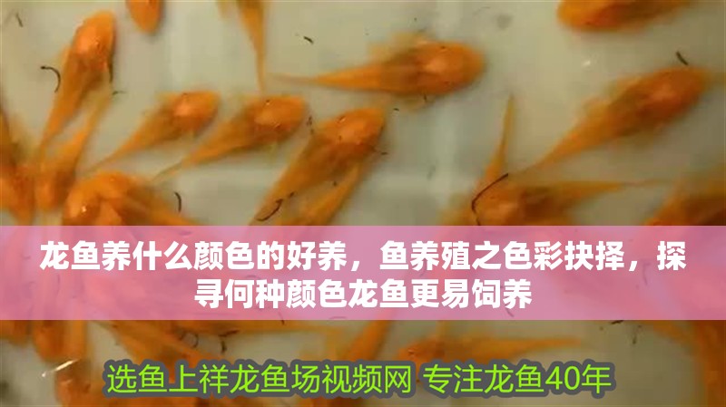 龍魚養什么顏色的好養，魚養殖之色彩抉擇，探尋何種顏色龍魚更易飼養