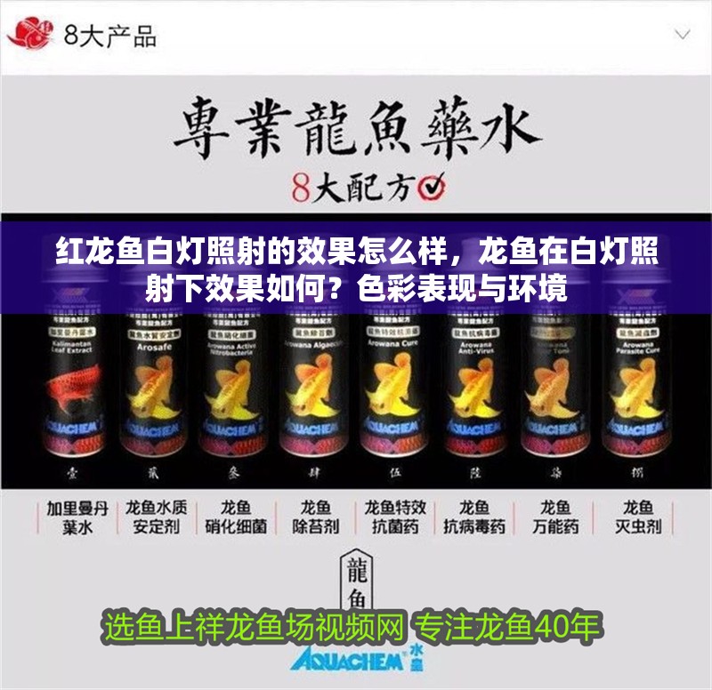紅龍魚白燈照射的效果怎么樣，龍魚在白燈照射下效果如何？色彩表現(xiàn)與環(huán)境