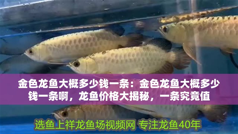 金色龍魚大概多少錢一條：金色龍魚大概多少錢一條啊，龍魚價格大揭秘，一條究竟值