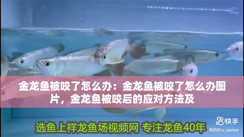 金龍魚被咬了怎么辦：金龍魚被咬了怎么辦圖片，金龍魚被咬后的應對方法及