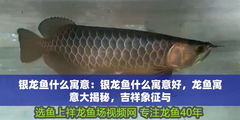 銀龍魚什么寓意：銀龍魚什么寓意好，龍魚寓意大揭秘，吉祥象征與