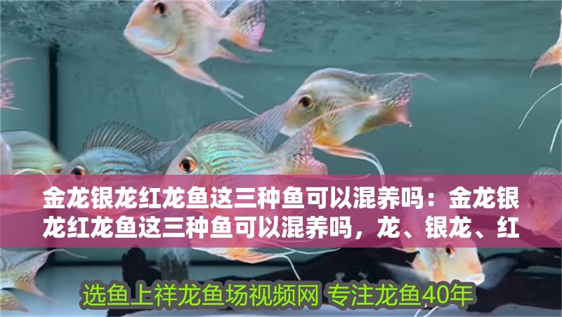 金龍銀龍紅龍魚這三種魚可以混養嗎：金龍銀龍紅龍魚這三種魚可以混養嗎，龍、銀龍、紅龍魚混