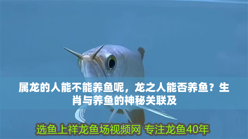 屬龍的人能不能養魚呢，龍之人能否養魚？生肖與養魚的神秘關聯及