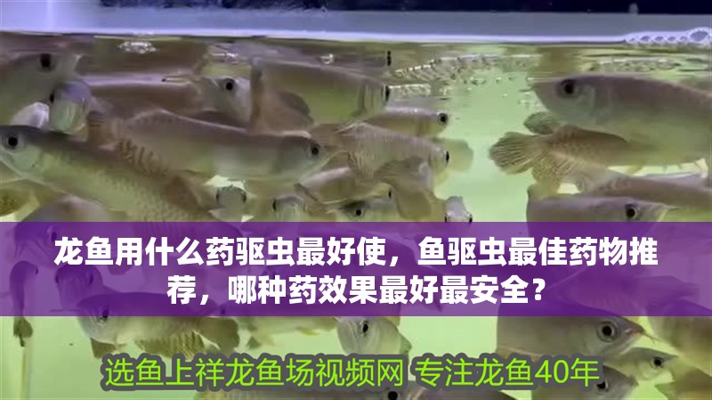 龍魚(yú)用什么藥驅(qū)蟲(chóng)最好使，魚(yú)驅(qū)蟲(chóng)最佳藥物推薦，哪種藥效果最好最安全？