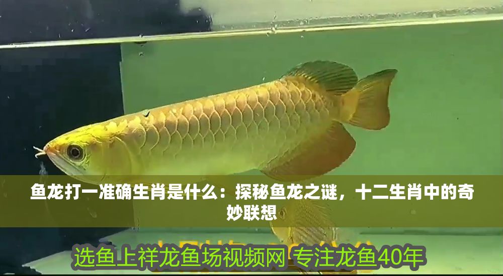 魚龍打一準(zhǔn)確生肖是什么：探秘魚龍之謎，十二生肖中的奇妙聯(lián)想