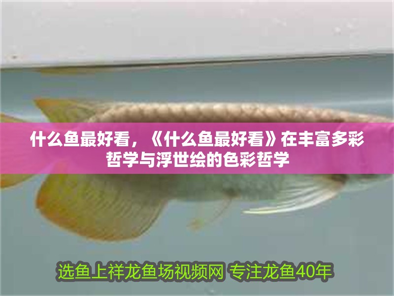 什么魚最好看，《什么魚最好看》在豐富多彩哲學與浮世繪的色彩哲學