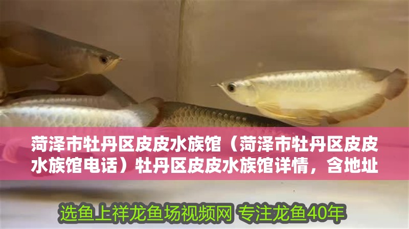 菏澤市牡丹區(qū)皮皮水族館（菏澤市牡丹區(qū)皮皮水族館電話）牡丹區(qū)皮皮水族館詳情，含地址電話及特色介紹