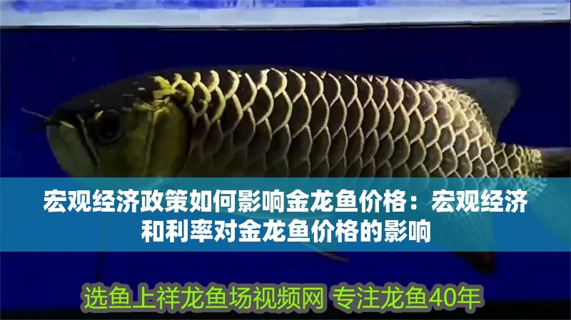 宏觀經濟政策如何影響金龍魚價格：宏觀經濟和利率對金龍魚價格的影響