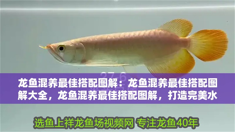 龍魚混養最佳搭配圖解：龍魚混養最佳搭配圖解大全，龍魚混養最佳搭配圖解，打造完美水族生態
