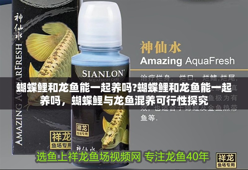 蝴蝶鯉和龍魚能一起養嗎?蝴蝶鯉和龍魚能一起養嗎，蝴蝶鯉與龍魚混養可行性探究