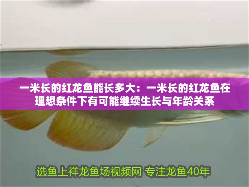 一米長的紅龍魚能長多大：一米長的紅龍魚在理想條件下有可能繼續生長與年齡關系