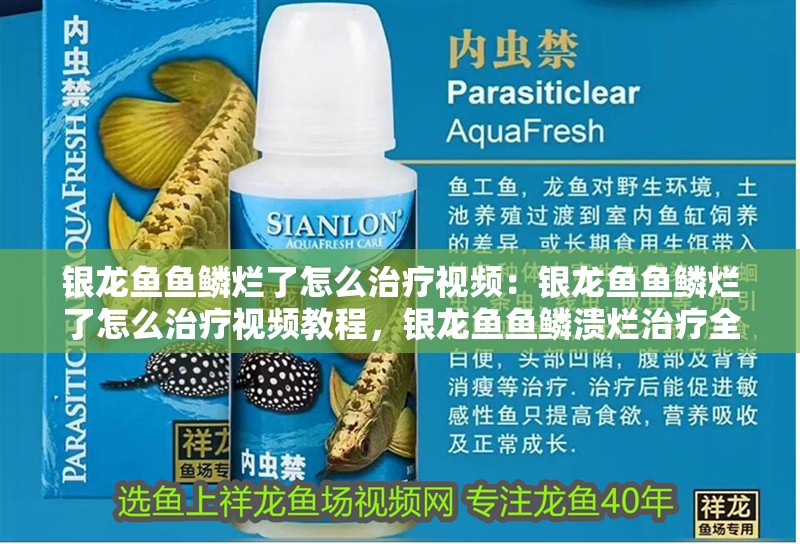 銀龍魚魚鱗爛了怎么治療視頻：銀龍魚魚鱗爛了怎么治療視頻教程，銀龍魚魚鱗潰爛治療全攻略，詳細視頻教程