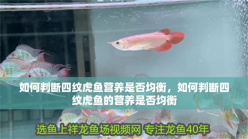 如何判斷四紋虎魚營養是否均衡，如何判斷四紋虎魚的營養是否均衡