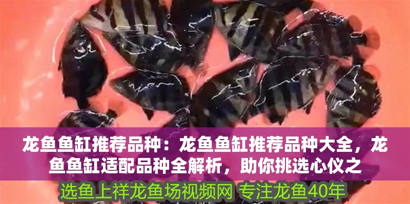 龍魚魚缸推薦品種：龍魚魚缸推薦品種大全，龍魚魚缸適配品種全解析，助你挑選心儀之