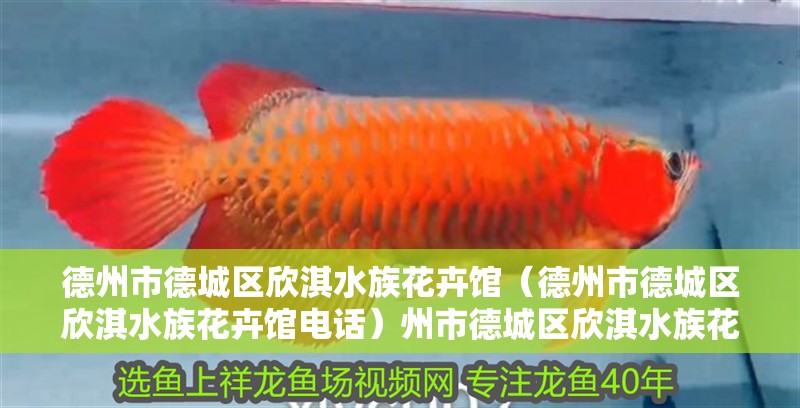 德州市德城區(qū)欣淇水族花卉館（德州市德城區(qū)欣淇水族花卉館電話）州市德城區(qū)欣淇水族花卉館，電話及特色水