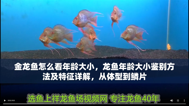 金龍魚怎么看年齡大小，龍魚年齡大小鑒別方法及特征詳解，從體型到鱗片