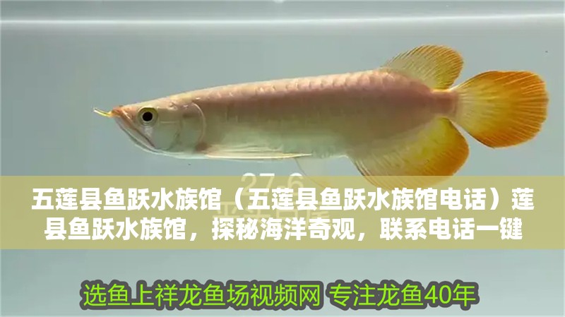 五蓮縣魚躍水族館（五蓮縣魚躍水族館電話）蓮縣魚躍水族館，探秘海洋奇觀，聯(lián)系電話一鍵